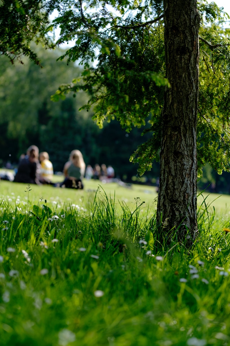 selective photo of grass field on parkr